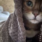 Nagisa Meow Profile Picture