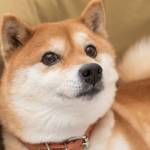 Doge1 Profile Picture