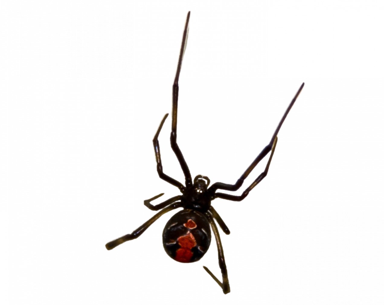 Spider Treatment Pest Control Melbourne | Spider Removal