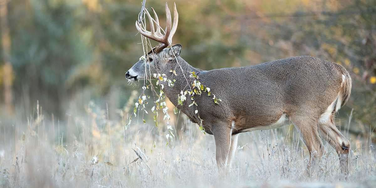 High Stakes Hunting: Bagging Trophy Whitetails