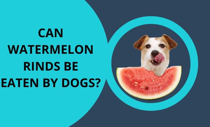 Can Dogs Eat Watermelon Rinds? Advantages - Doggie Food Items