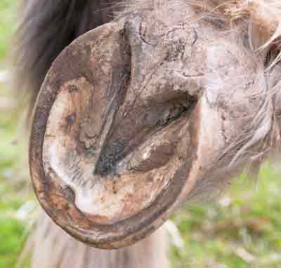 Hoof Abscess: How to Manage - Horse Illustrated