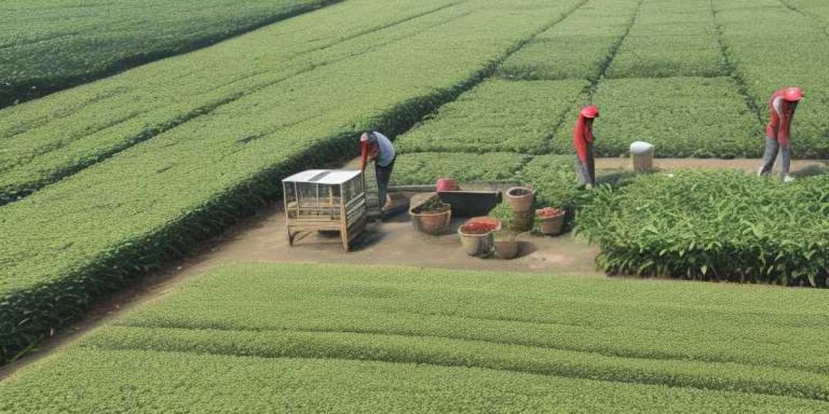 Tea Processing Plant Project Report 2024: Investment Opportunities and Industry Trends