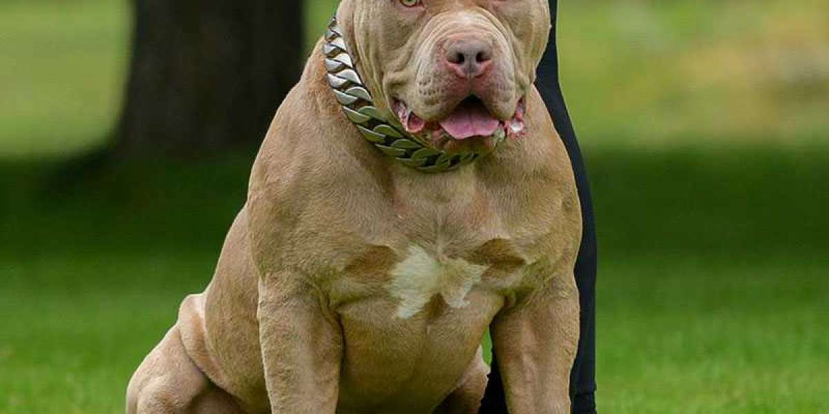 Top Pitbull Breeders: Where Quality Meets Compassion