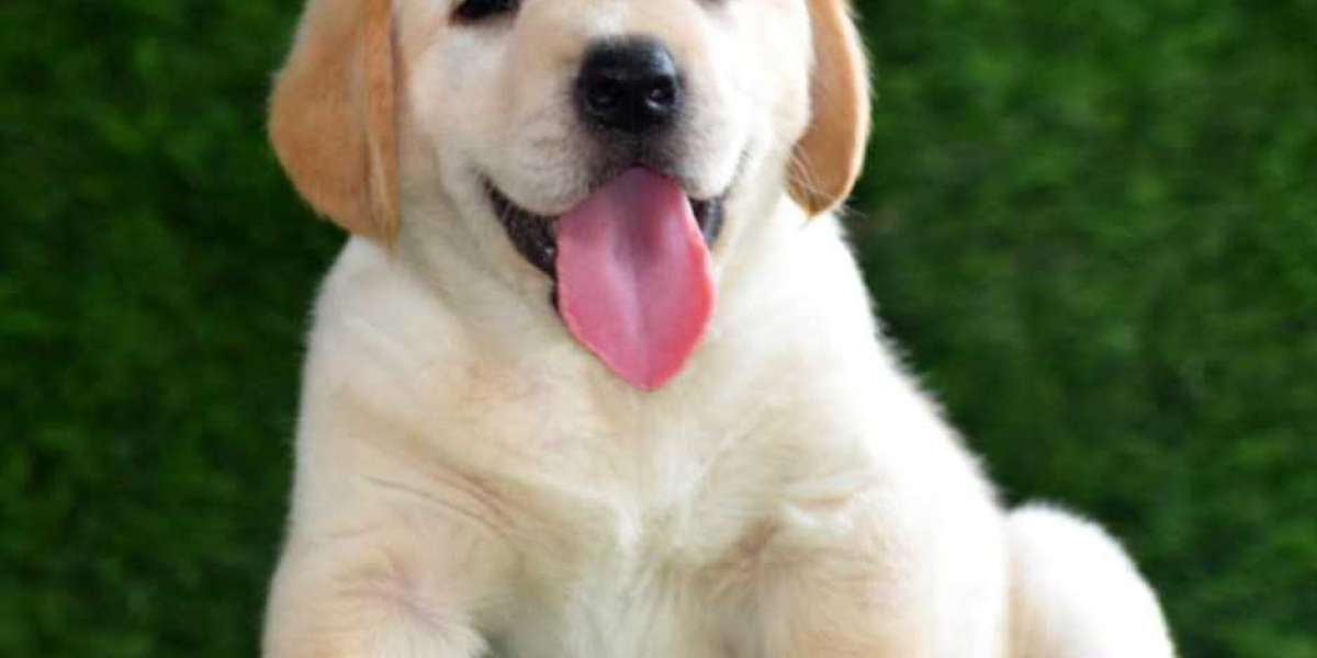 Exploring Labrador Retriever Puppies for Sale in Chennai: A Comprehensive Guide