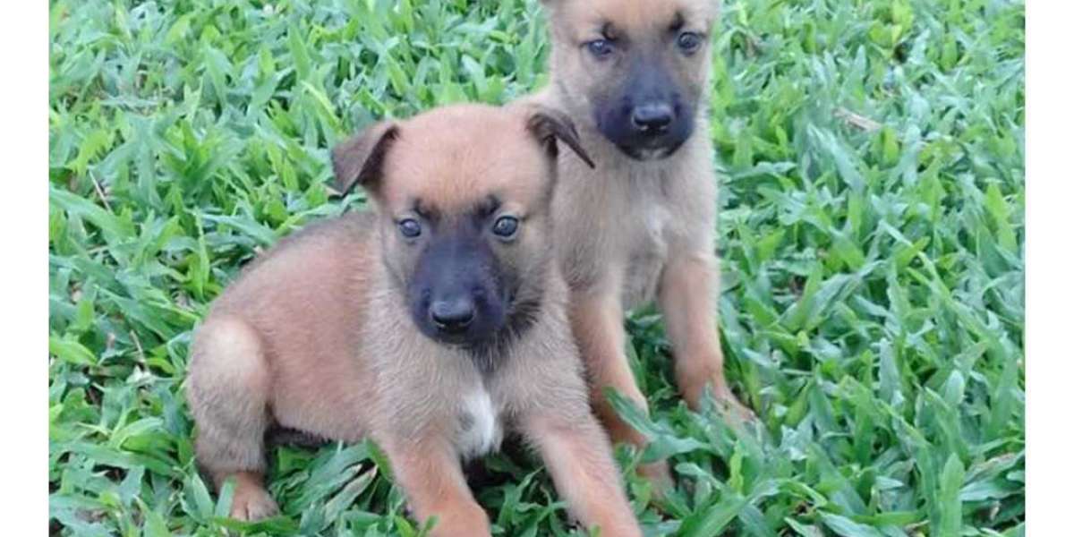 Exploring Belgian Malinois Puppies For Sale In Chennai: A Comprehensive Guide