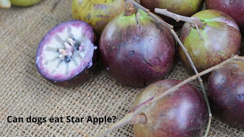 Can Dogs Eat Star Apple? Benifits And Risk - Doggie Food Items