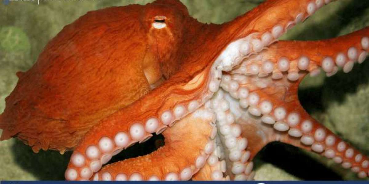 Octopus Market Size, Share, Growth, Industry Trends, Price, Report and Forecast 2024-2032