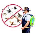 Pest control AnkulTiwari Profile Picture