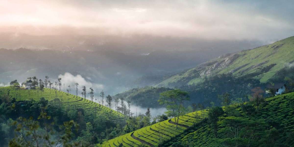 Scenic Splendor: Craft Your Kerala Munnar Journey with KeralaTourOffers