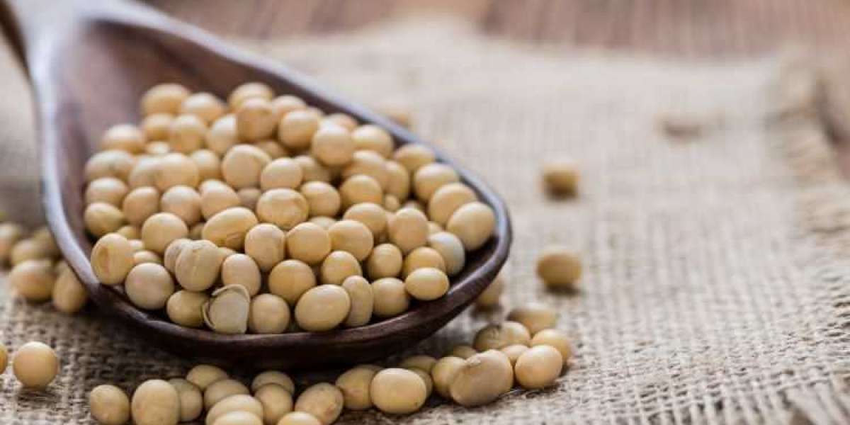 The Rising Popularity of Soy Protein: A Market Overview