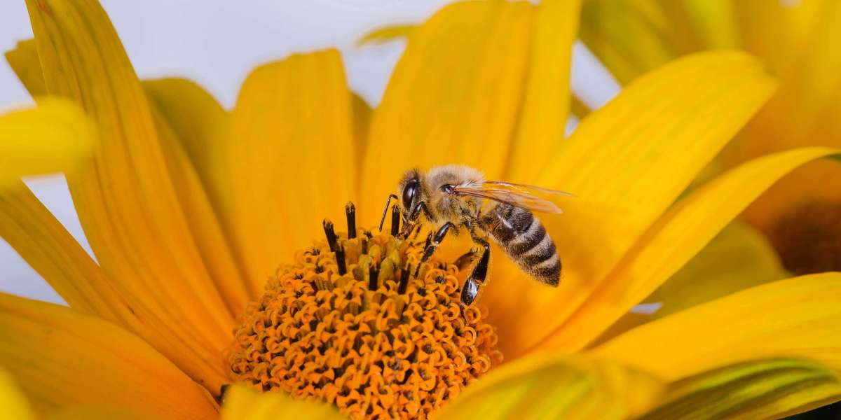 Must-Have Honey Bee Equipment and Supplies