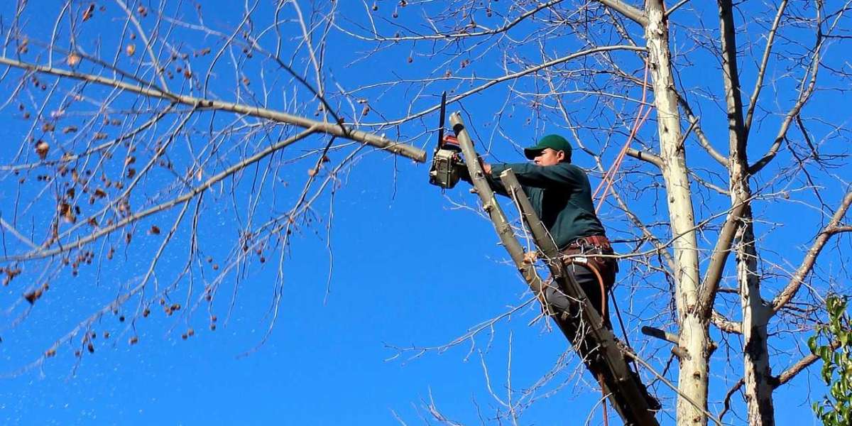 Saving Trees: 6 Steps on How Arborists Evaluate Potential Hazards