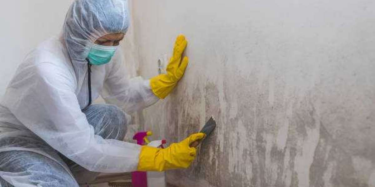 Mold Removal or Mold Remediation: What’s The Difference?