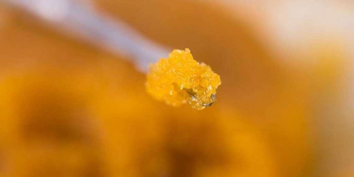 Cannabis Budder and Pain Management: Insights from Medical Experts
