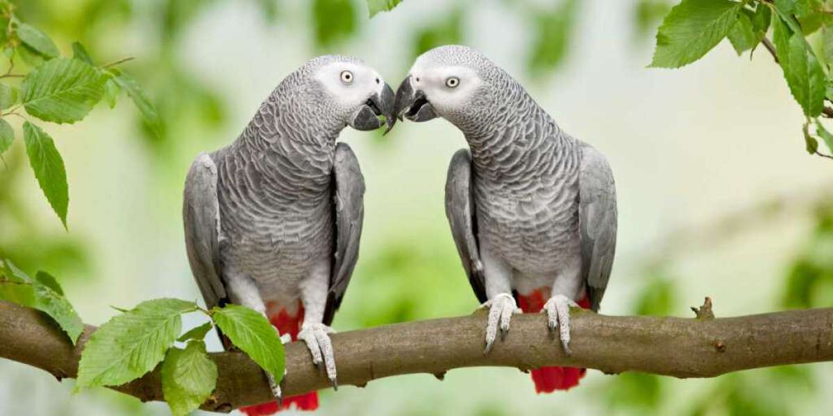 African Grey Parrot Grooming: Best Practices for Maintaining Healthy Feathers and Skin